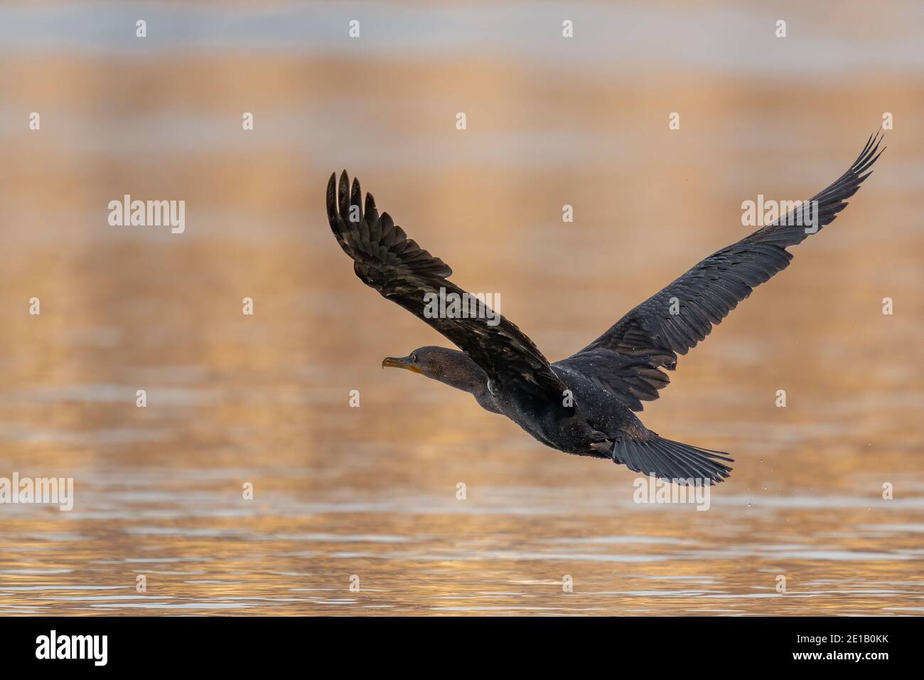 double crested cormorant Flying in the Blue Sky over the Susquehanna River Stock Photo