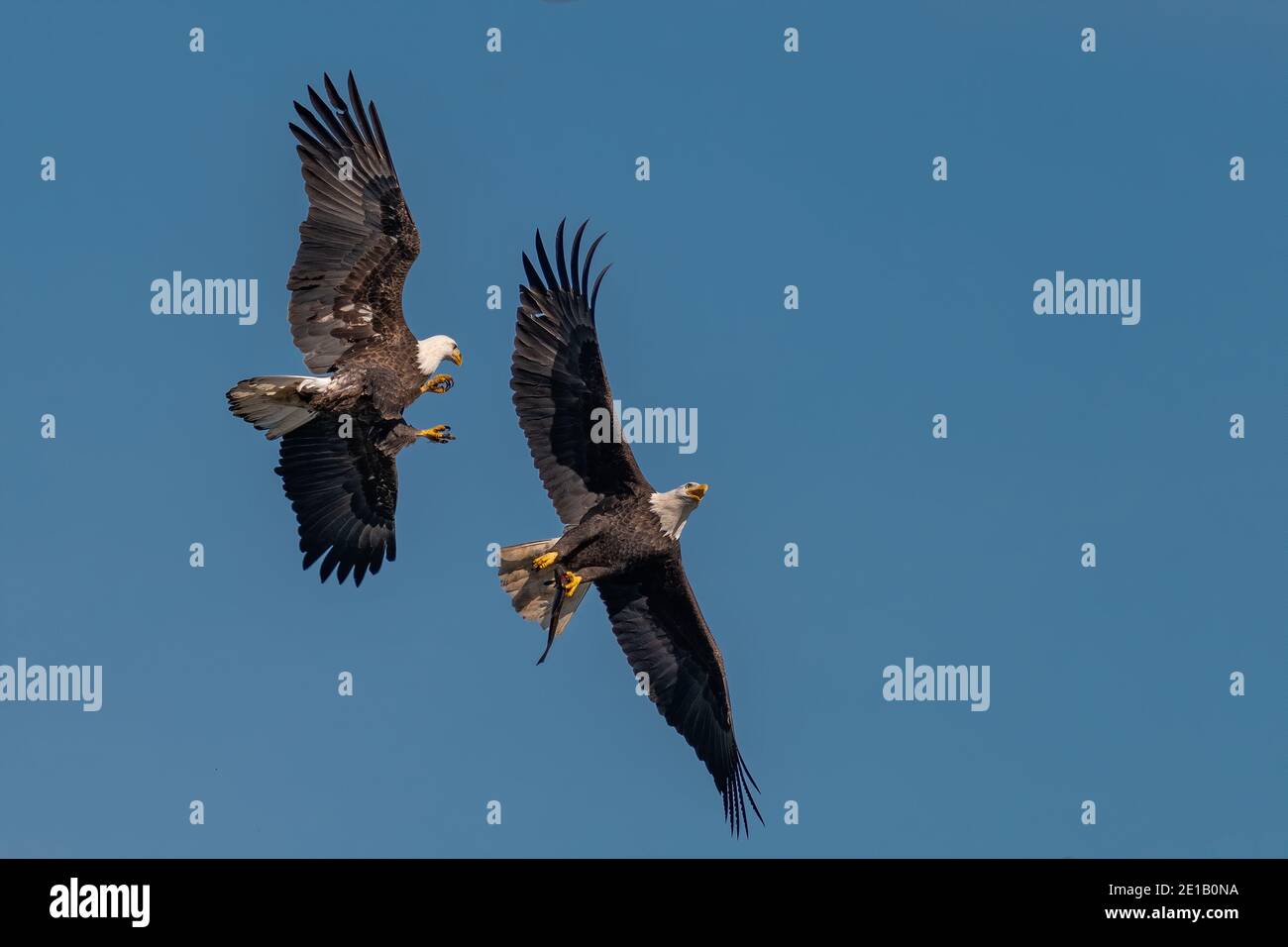 Two bald eagles fighting for a fish in the mid air, Conowingo, MD, USA Stock Photo