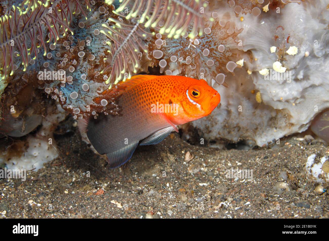 Lyretail Dottyback, Pseudochromis steenei. Also called Steene's Dottyback. Tulamben, Bali, Indonesia. Bali Sea, Indian Ocean Stock Photo