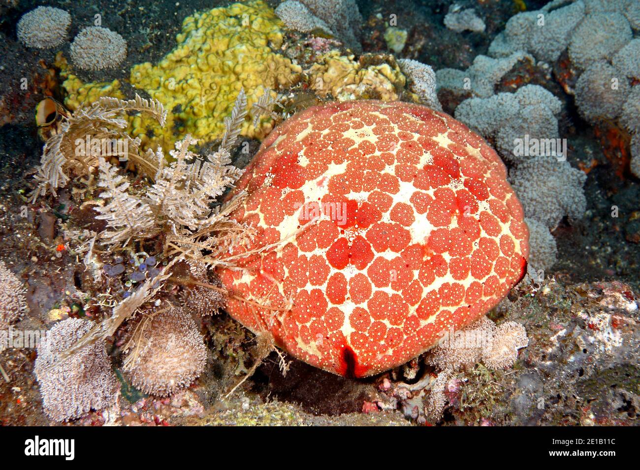 Pin-Cushion Sea Star, Culcita novaeguineae. Tulamben, Bali, Indonesia. Bali Sea, Indian Ocean Stock Photo