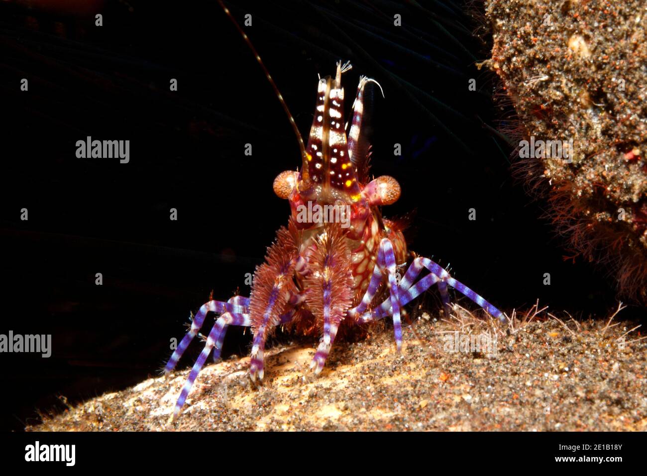 Marbled saron shrimp hires stock photography and images Alamy