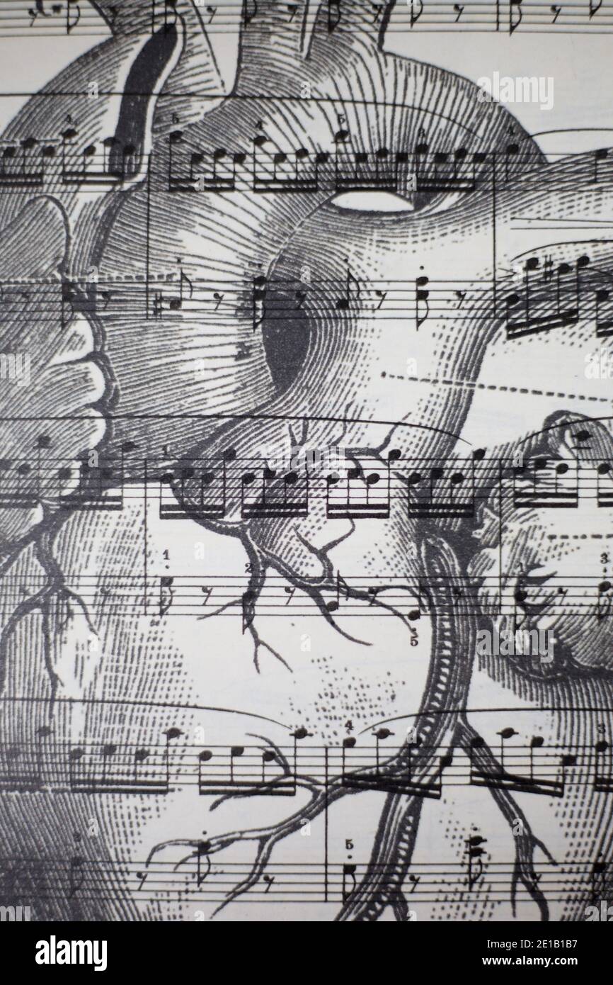 Musical notes on an anatomical heart illustration Stock Photo - Alamy
