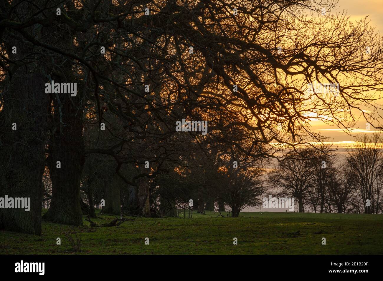 Trees in a field used for cattle grazing in Warwickshire, UK Stock Photo