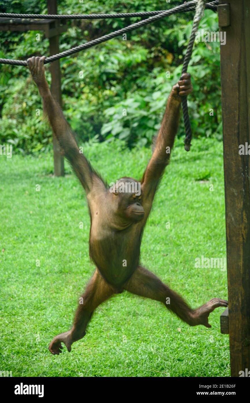 Orangutan at the Sepilok Orangutan Rehabilitation Center Stock Photo