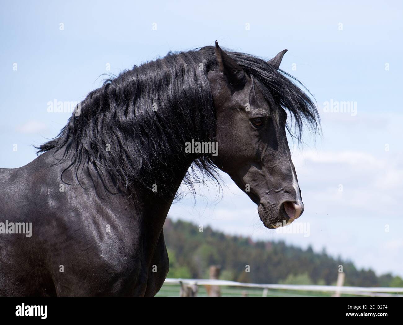 Portrait of the head of a noble and wild black horse Stock Photo