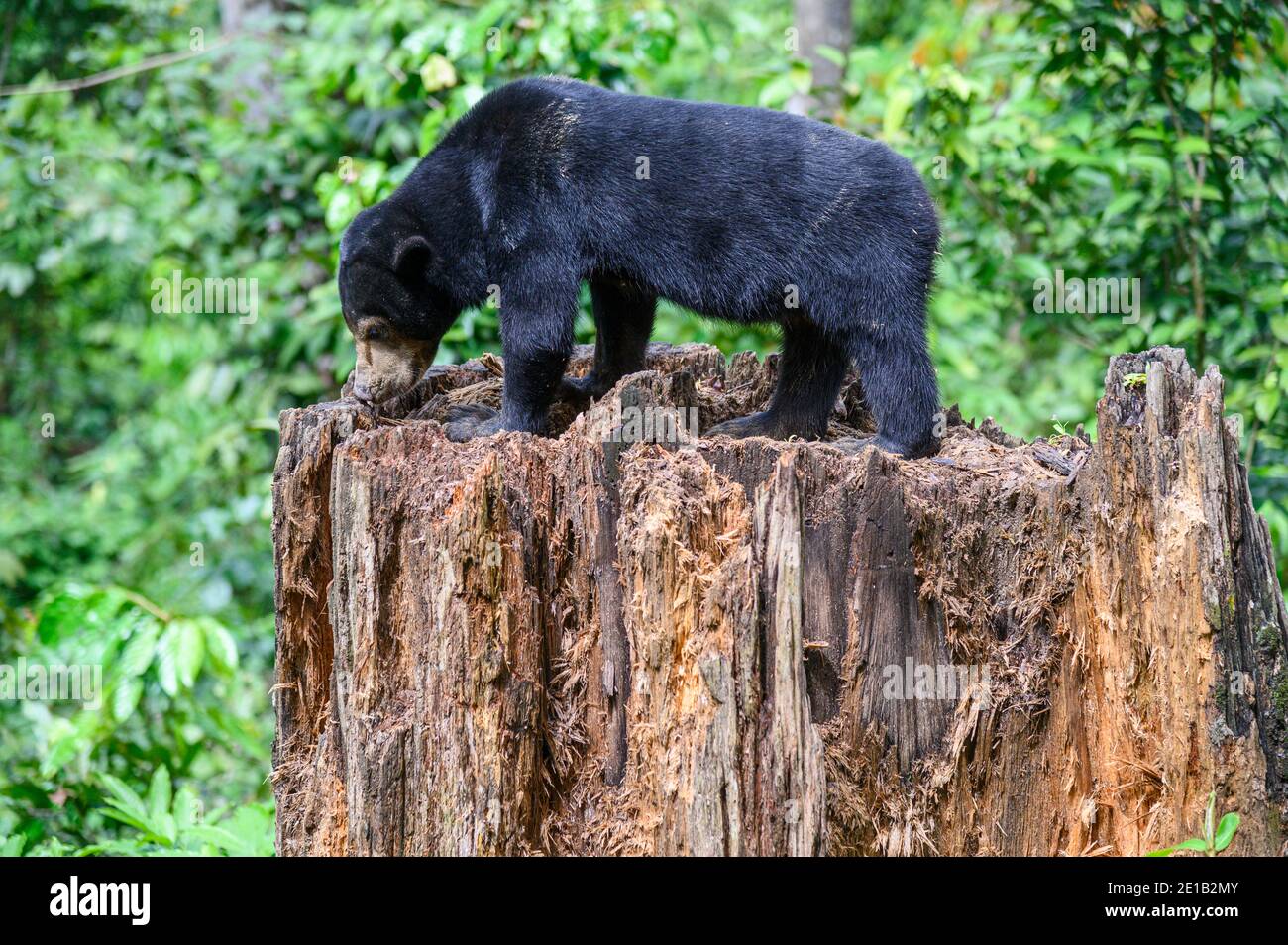 One Sun bear on tree stump at the Borneo Sun Bear Conservation Center in Malaysia Stock Photo
