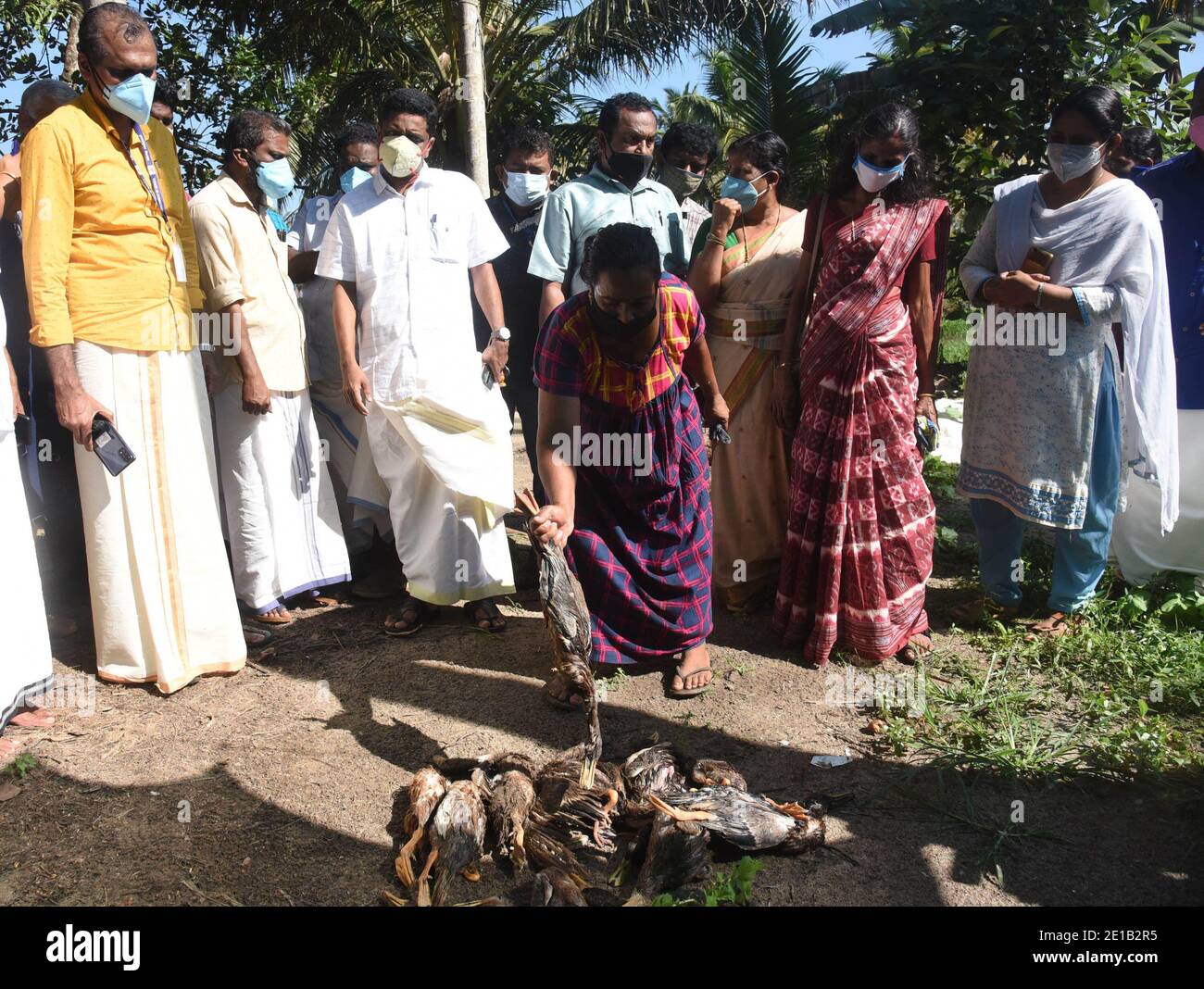 Beijing, China. 5th Jan, 2021. A woman holds a dead duck culled by the Animal Husbandry Department due to bird flu at Harippad in Alappuzha district in India's state Kerala, Jan. 5, Beijing, China. 5th Jan, 2021. A woman holds a dead duck culled by the Animal Husbandry Department due to bird flu at Harippad in Alappuzha district in India's state Kerala, Jan. 5,