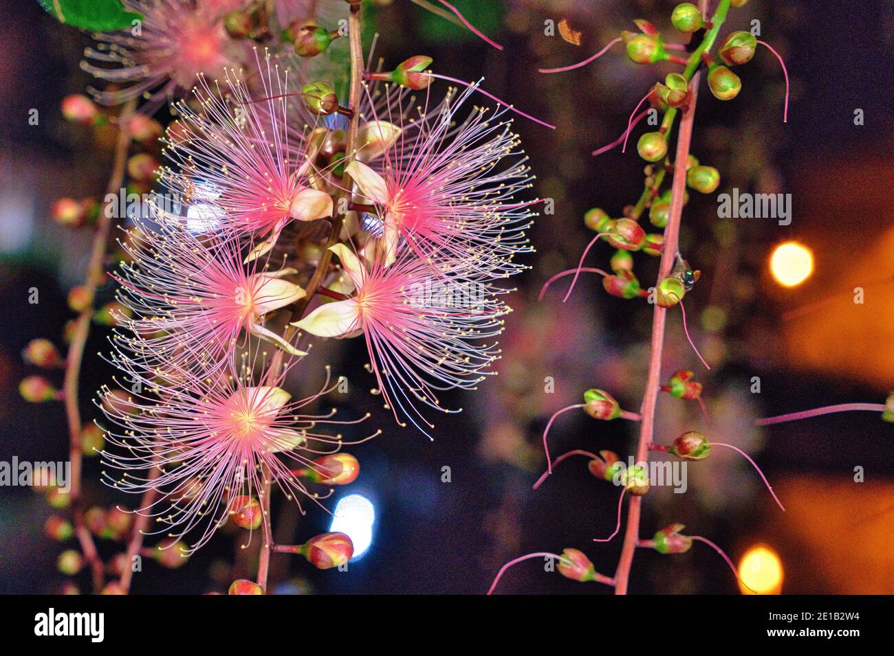 Barringtonia racemosa or powder puff tree flower at night in Yilan, Taiwan. Strings of flowers hang from the trees like fireworks. Taken in the summer Stock Photo