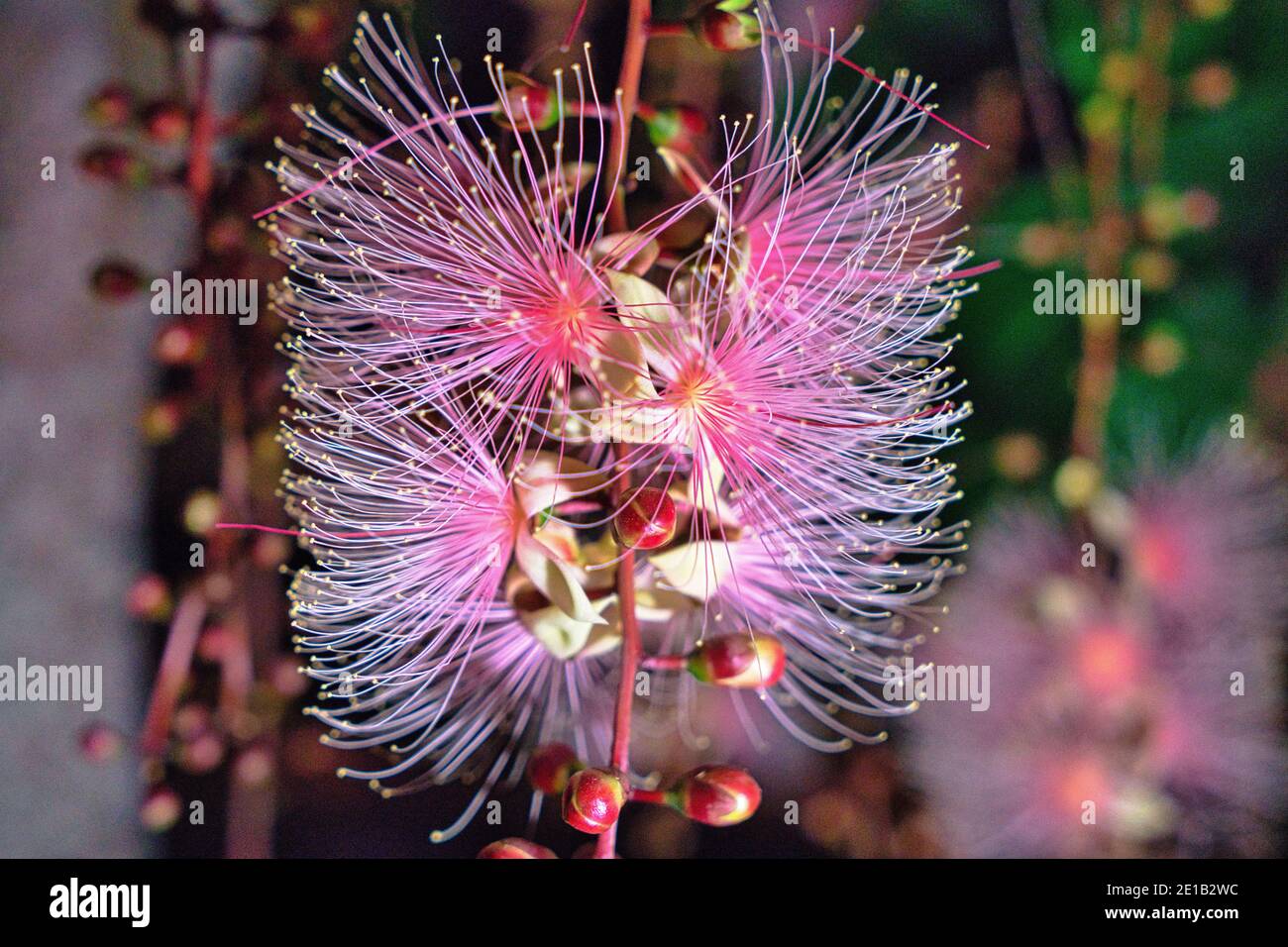 Barringtonia racemosa or powder puff tree flower at night in Yilan, Taiwan. Strings of flowers hang from the trees like fireworks. Taken in the summer Stock Photo