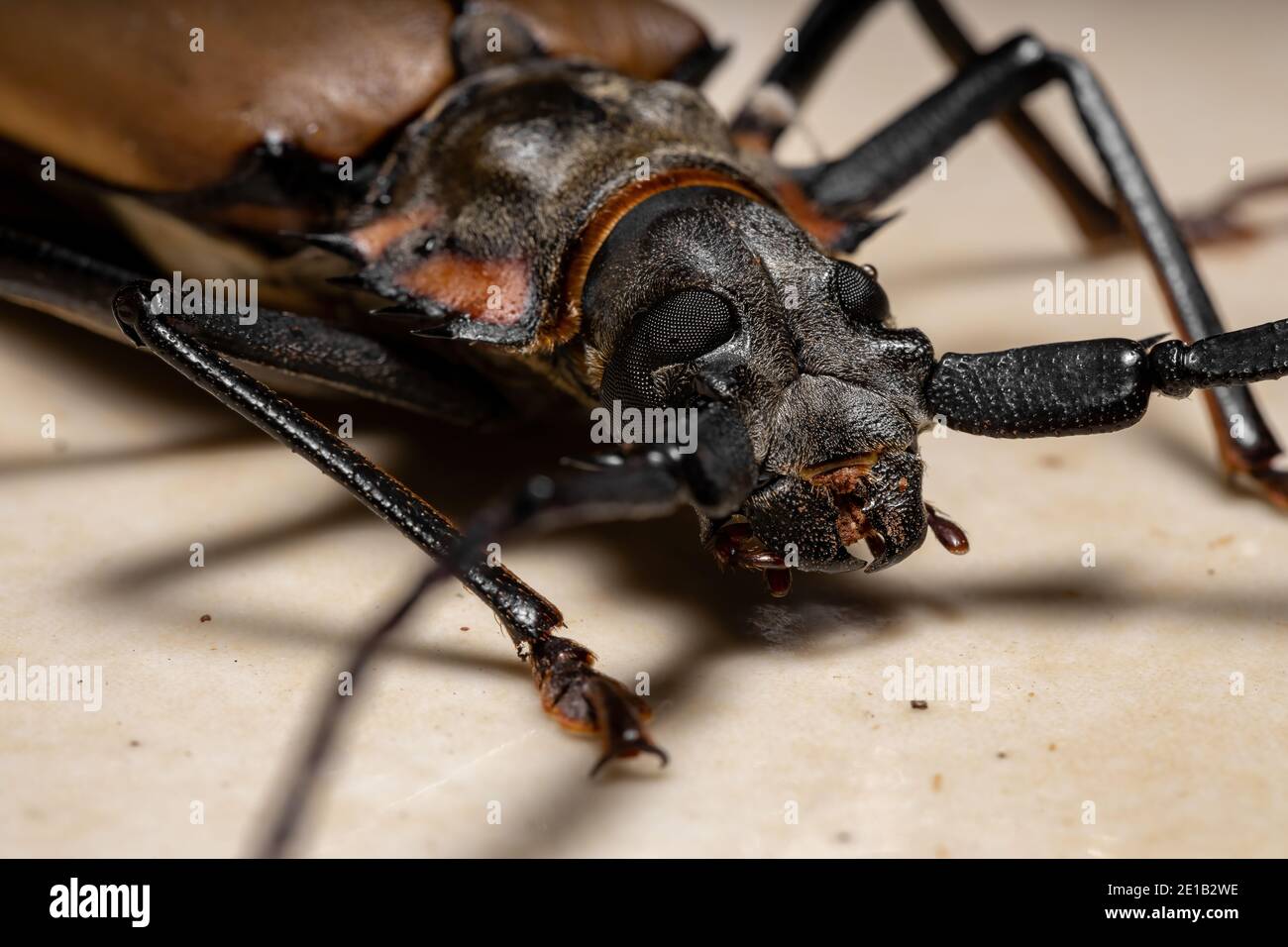 Adult Giant Imperious Sawyer of the species Enoplocerus armillatus with selective focus Stock Photo