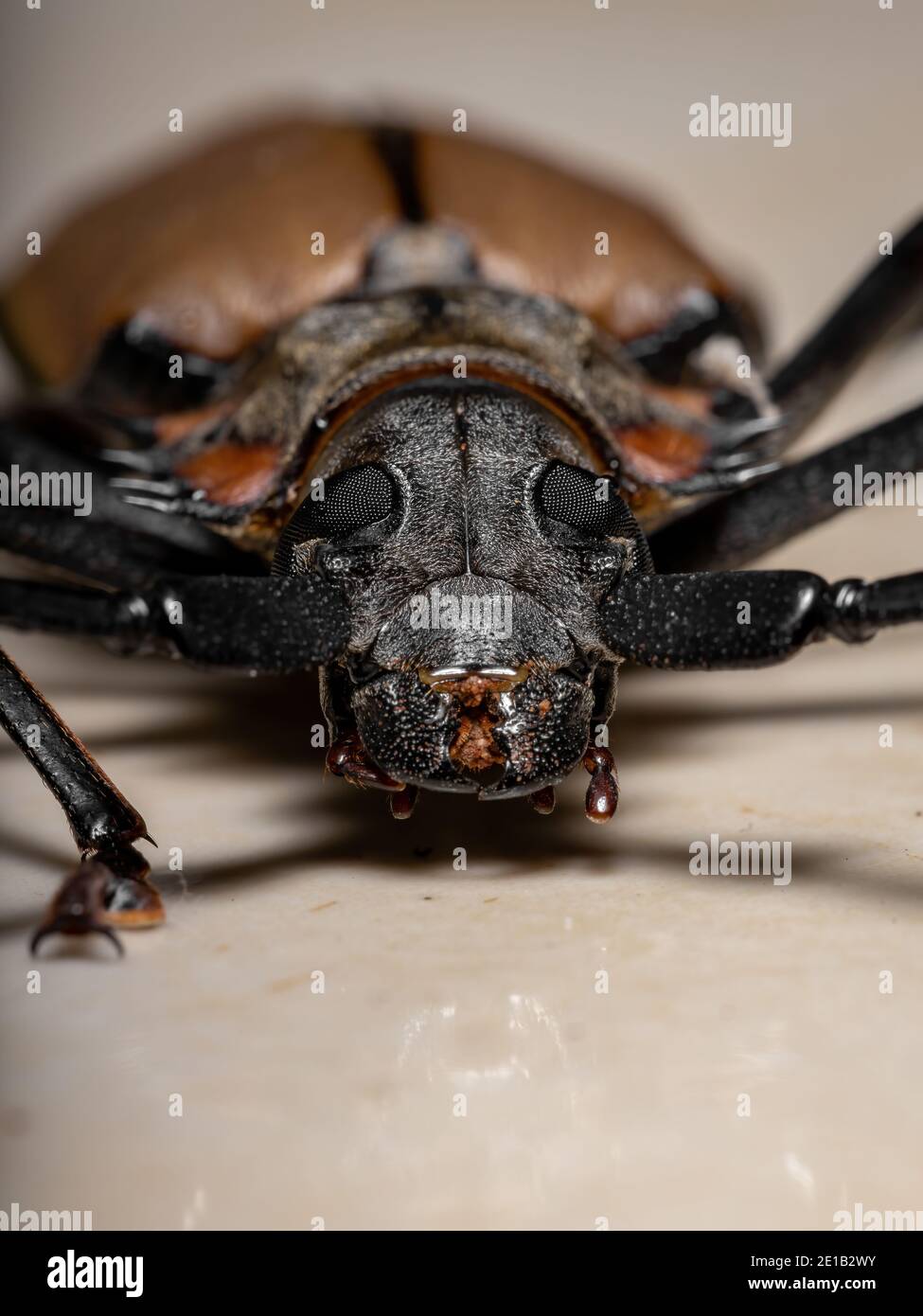 Adult Giant Imperious Sawyer of the species Enoplocerus armillatus with selective focus Stock Photo
