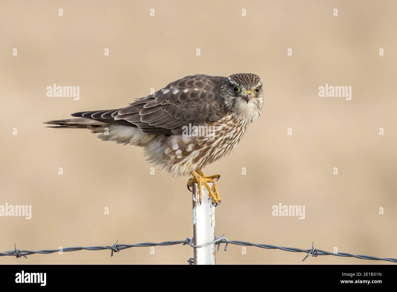 A prairie falcon is perched on a metal fence post in north Idaho. Stock Photo