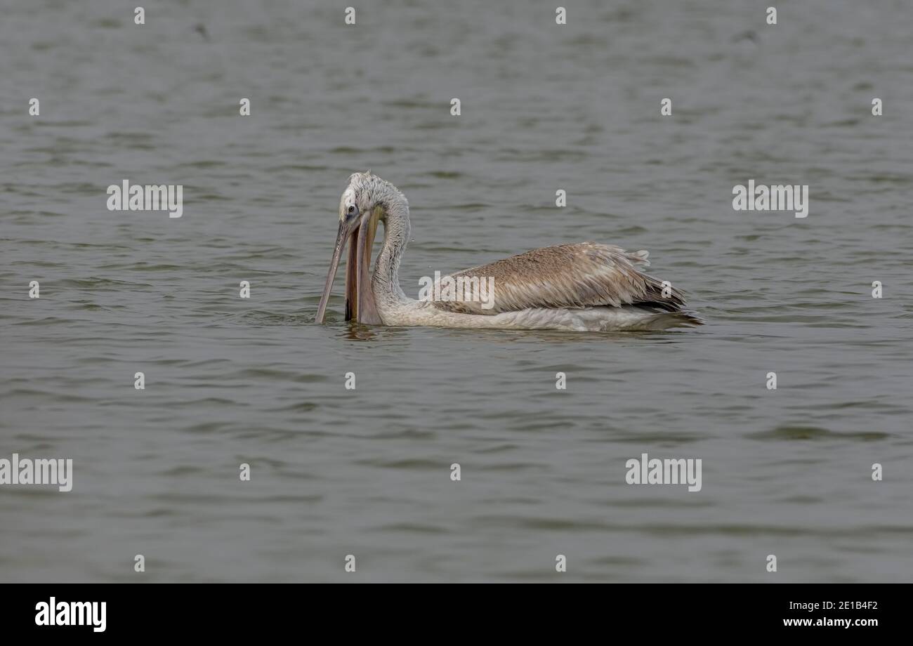 Dalmatian pelican (Pelecanus crispus) searching for food at vadla dam. Stock Photo