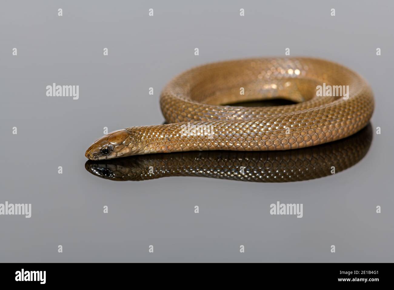 rough Earth Snake -Virginia striatula - coiled with reflection Stock Photo