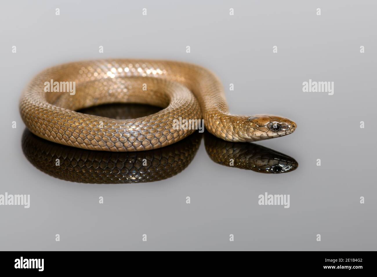 Rough Earth Snake -Virginia striatula - coiled with reflection Stock Photo