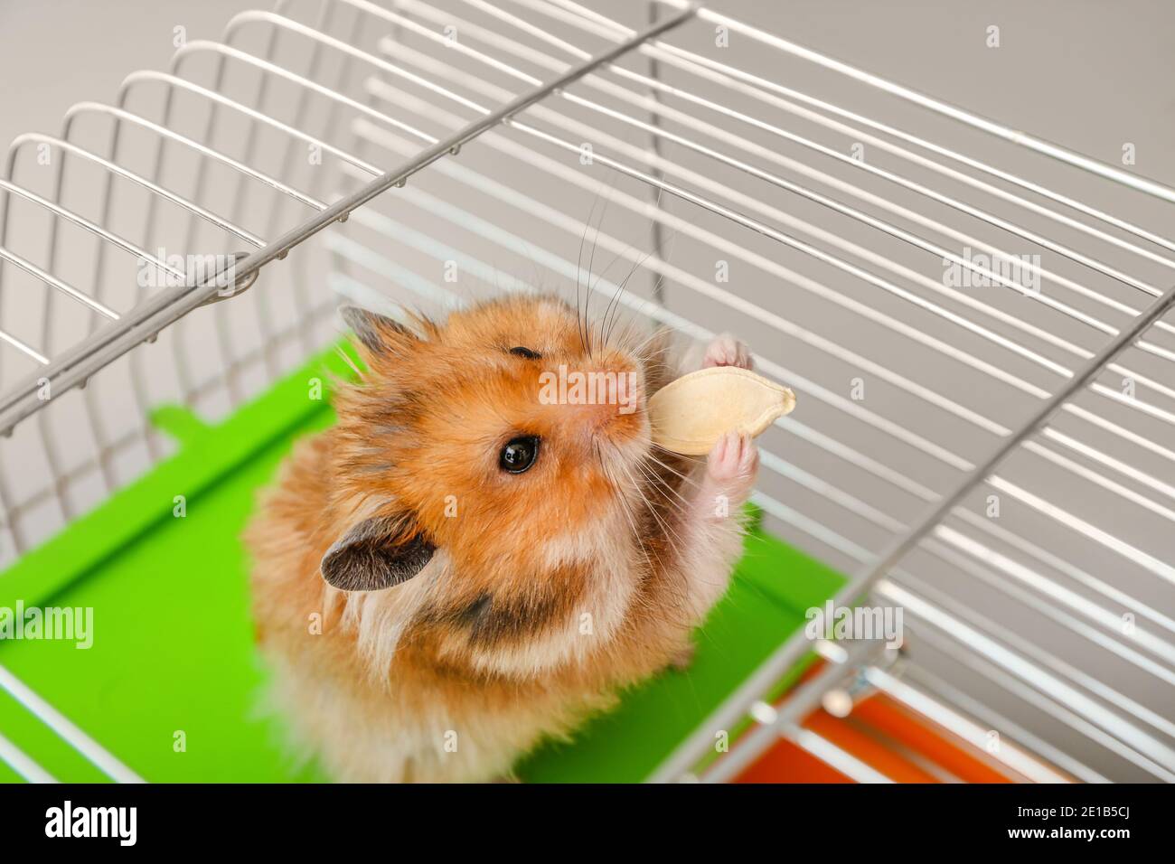 Hamster care hi-res stock photography and images - Page 26 - Alamy