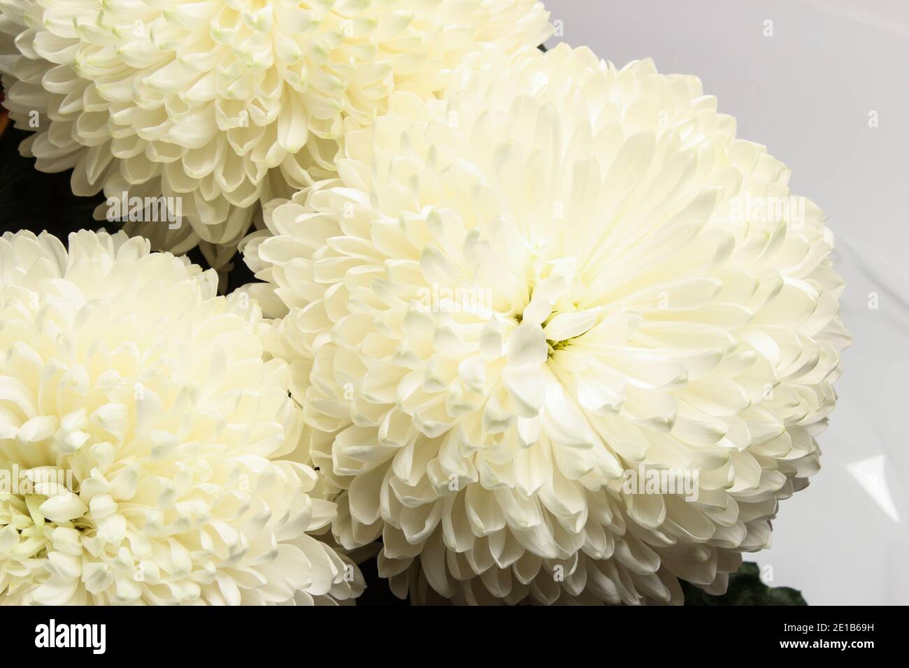 White chrysanthemums close up on hi-res stock photography and images ...