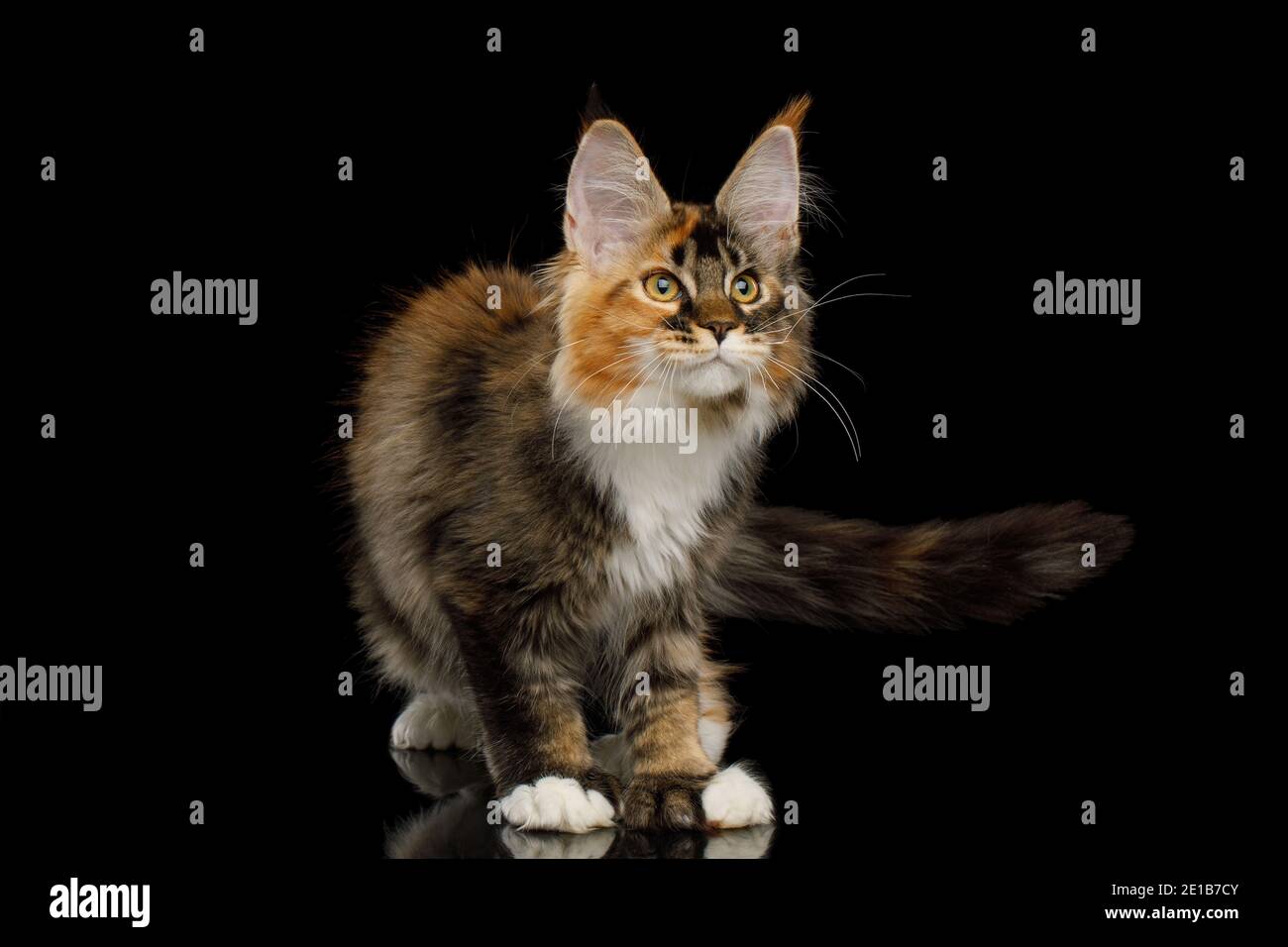 Playful red maine coon cat with polydactyl paws standing on Isolated