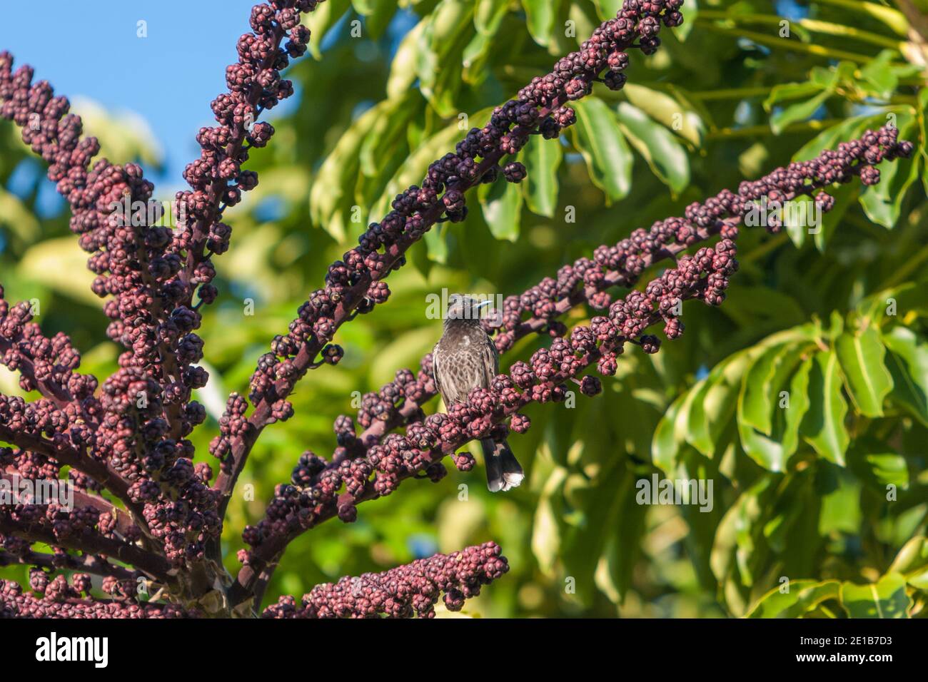 Australia umbrella tree, Palmaralia (Schefflera actinophylla Stock