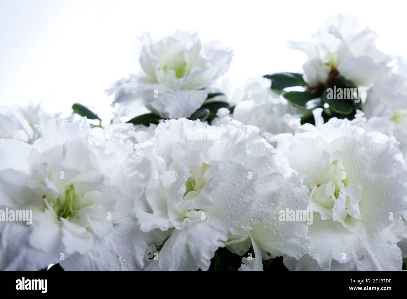 Azalea, Fönsterazalea (Rhododendron simsii) Stock Photo