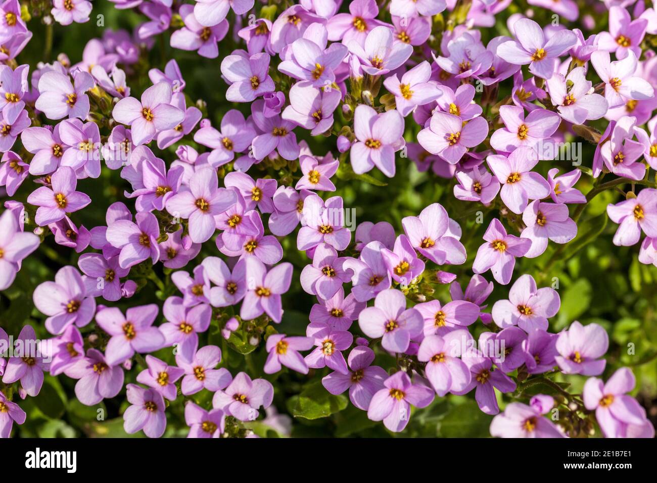 'Moerheim' Rockcress, Småblommig aubrietia (Aubrieta deltoidea) Stock Photo