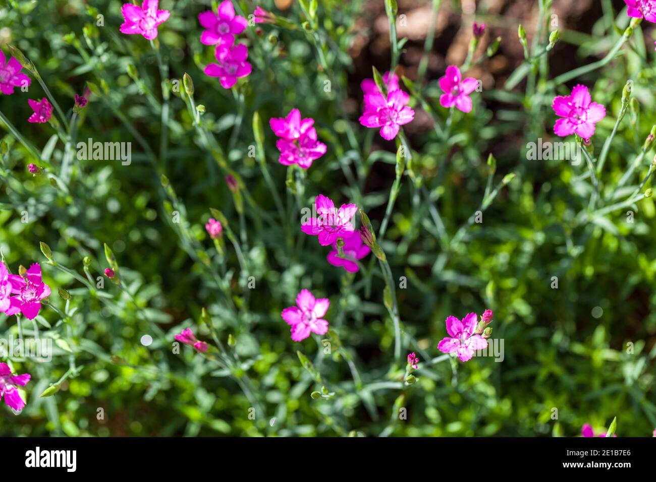Cheddar pink, Bergnejlika (Dianthus gratianopolitanus) Stock Photo