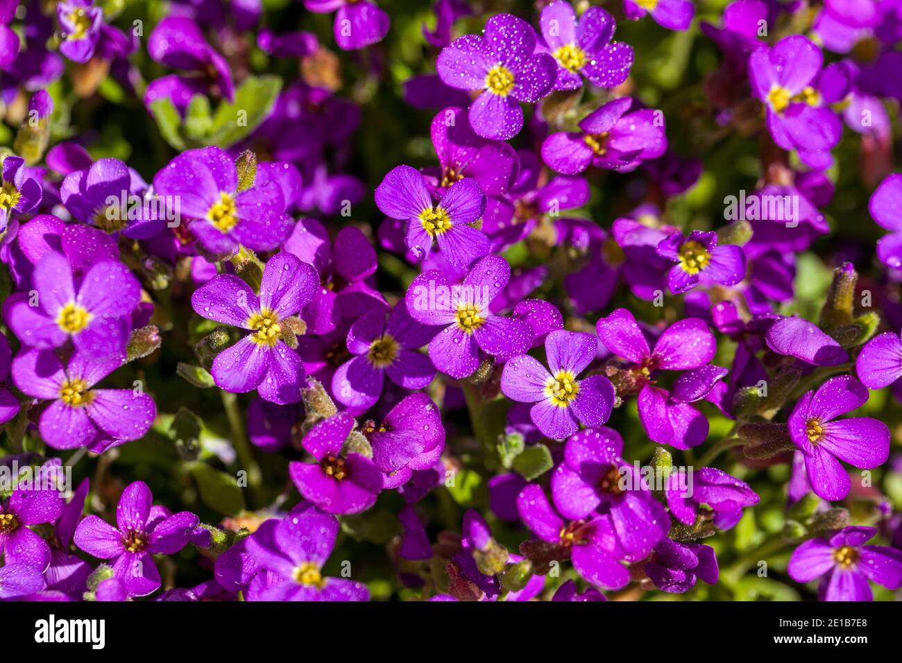 ' Lilac' Rockcress, Småblommig aubrietia (Aubrieta deltoidea) Stock Photo