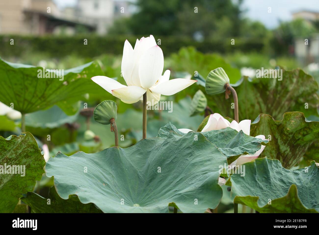 The side of the white lotus flower and the lotus seeds. Funnel-shaped leaves. East Indian lotus, Oriental lotus, Sacred lotus, Chinese Arrowroot, Padm Stock Photo