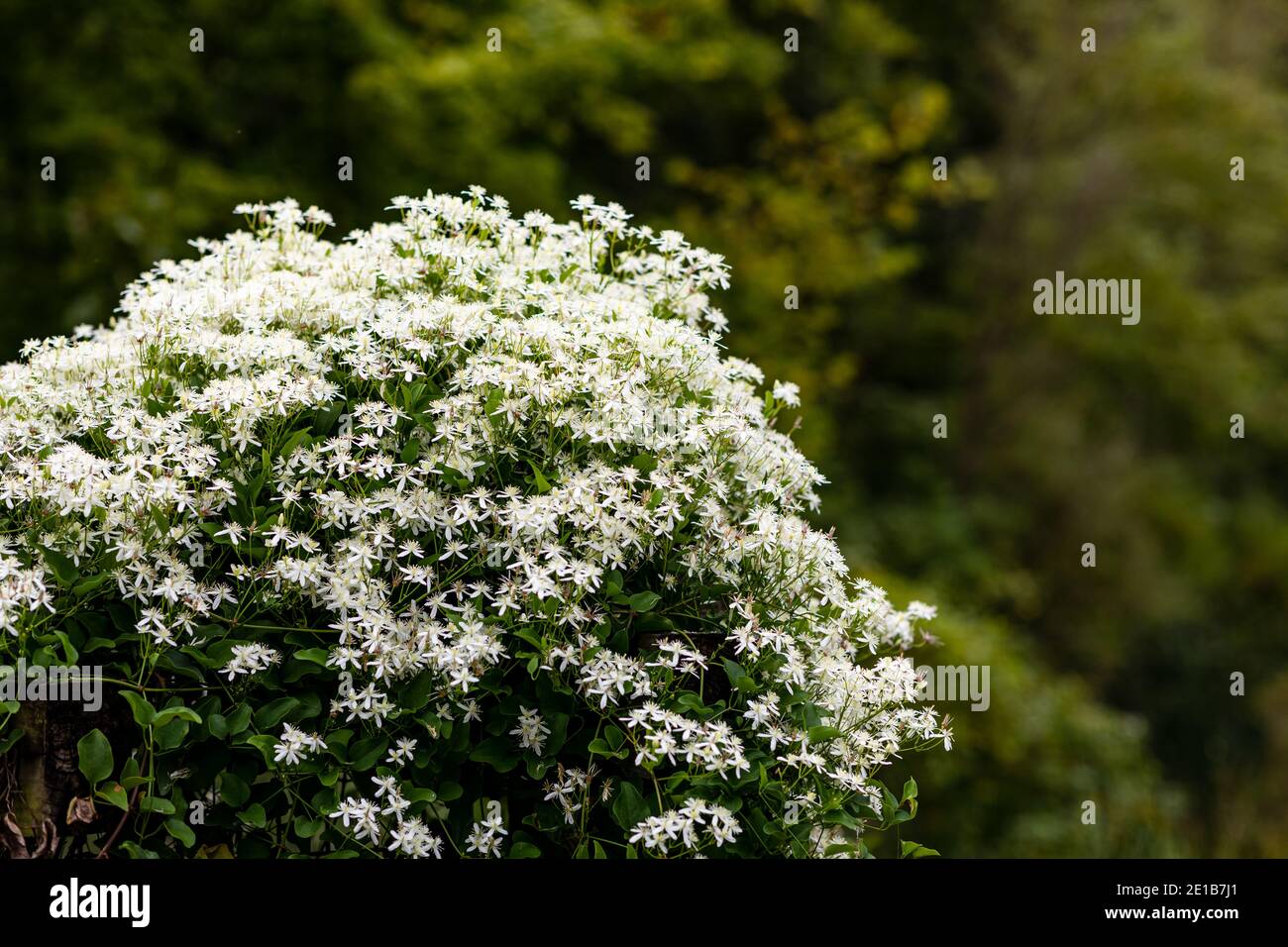 Wild flower bushes of Sweet autumn clematis Stock Photo Alamy