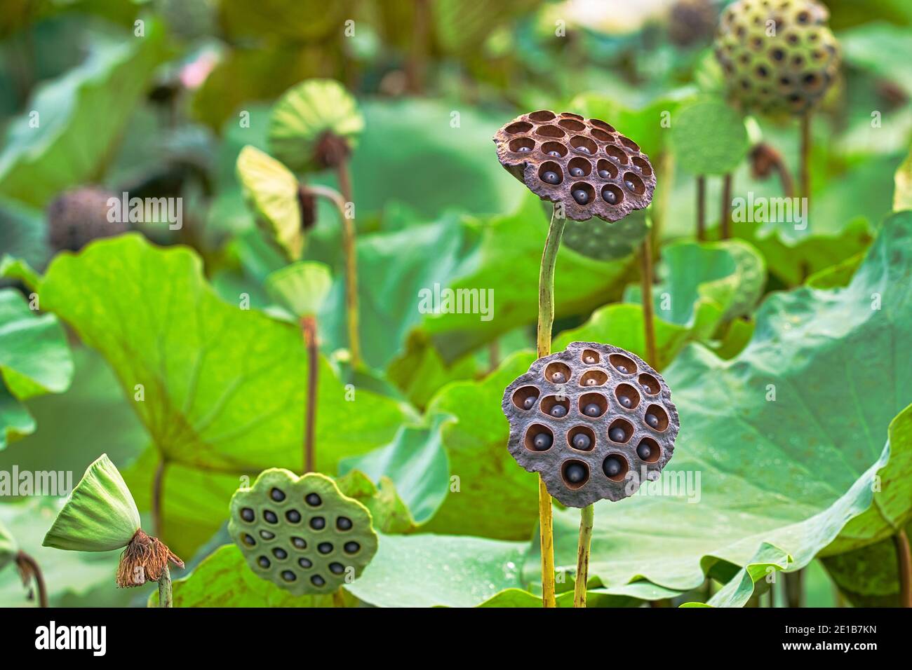 Green lotus seeds are newly grown. The brown lotus seeds are about to