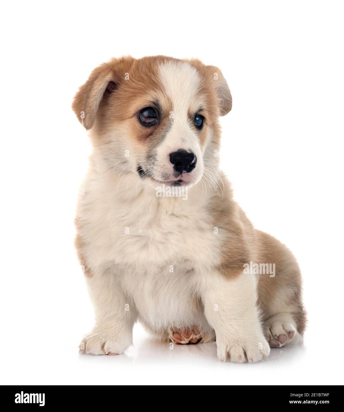 young Pembroke Welsh Corgi in front of white background Stock Photo - Alamy