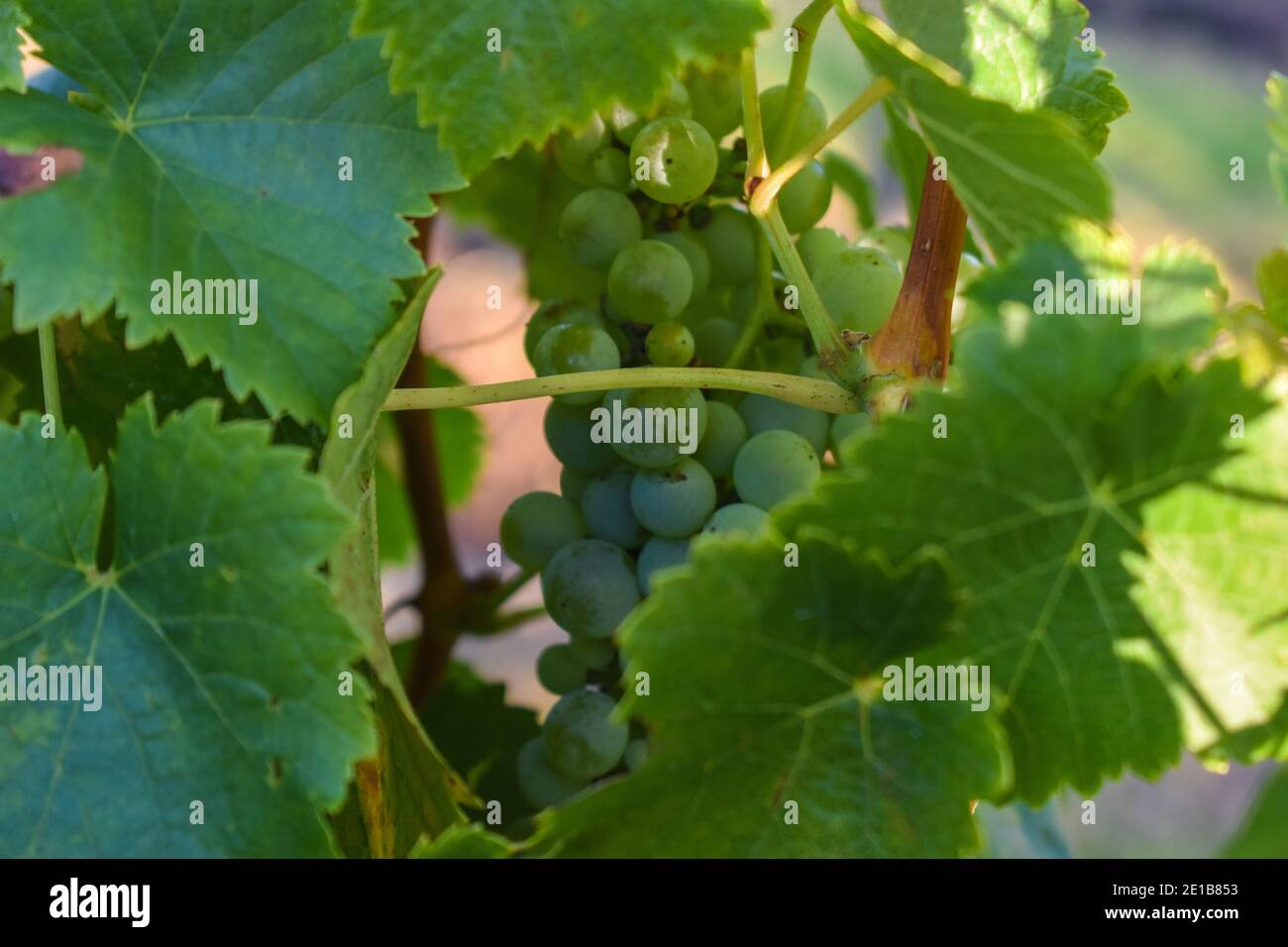 grapes on a grapevine with leaves surrounding them in Hunter Valley Australia Stock Photo