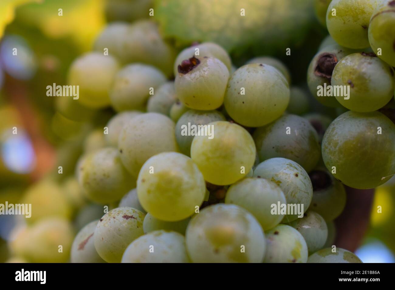 a closeup shot of barely ripe chardonnay grapes in Hunter Valley Australia Stock Photo