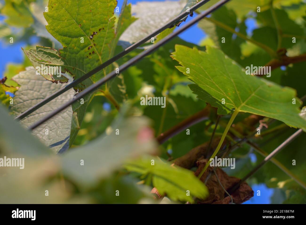 leaves on a grapevine with a supporting wire in Hunter Valley Australia Stock Photo
