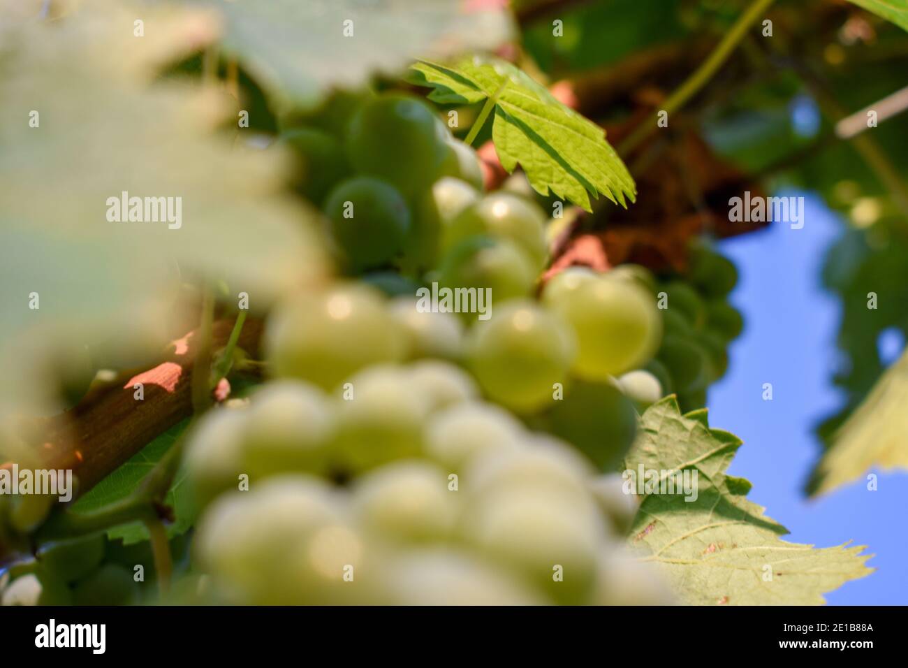 chardonnay grapes on wine with blurred grapes on them in Hunter Valley Australia Stock Photo