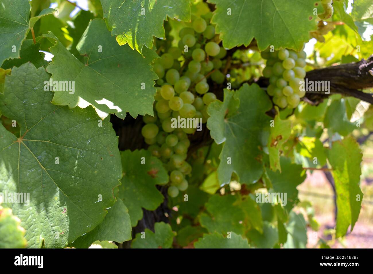 chardonnay grapes on a mature vine with branches in the background Stock Photo