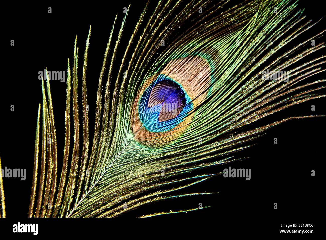 Peacock feather isolated on a black background. High quality photo Stock  Photo - Alamy