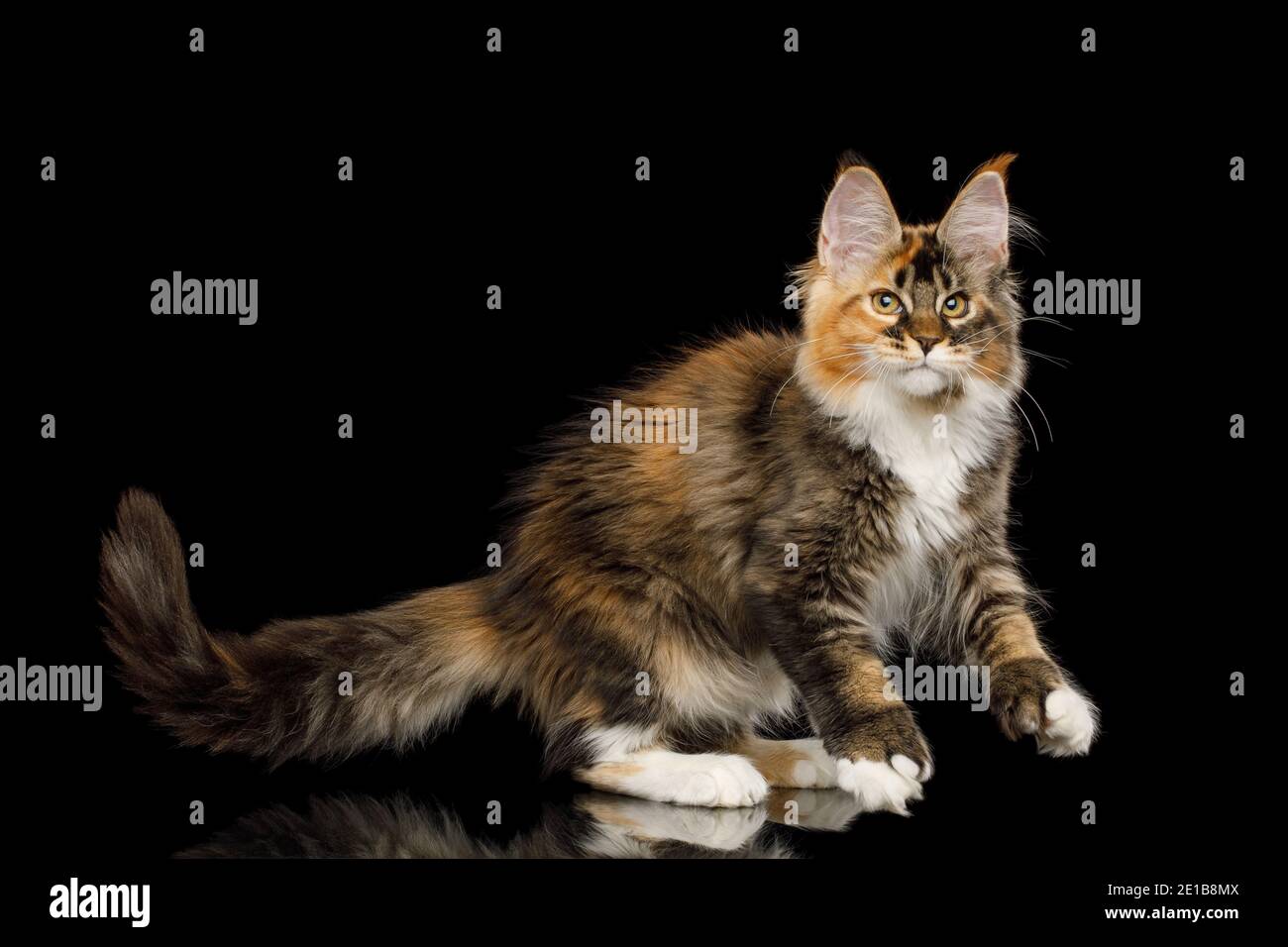 Playful red maine coon cat with polydactyl paws play on Isolated black background Stock Photo