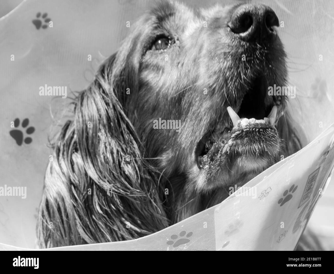 Monochrome of Dog, Irish or Red Setter, looking indignant in cone of shame after a trip to the veterinarian. Closeup of head, face, eyes, mouth, nose. Stock Photo