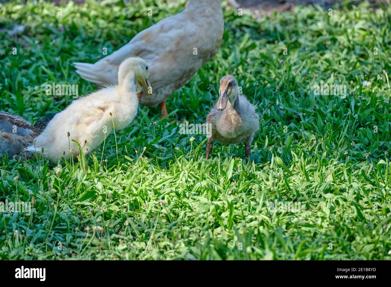 Goose chicks, yellow and gray colored, walking in grass. Selective focus Stock Photo