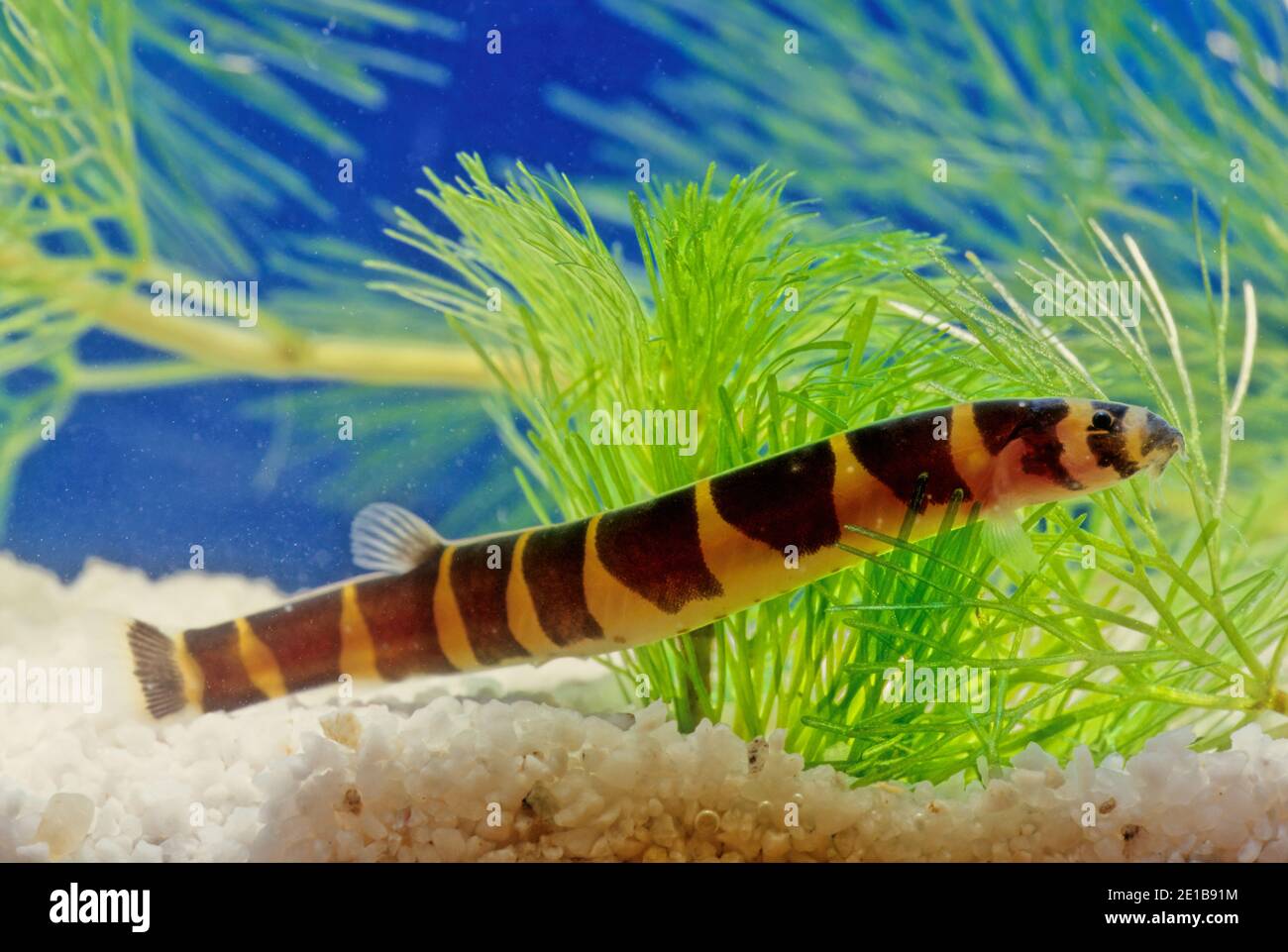 Pangio myersi (Myer's loach, Myer's kuhli or giant kuhl) is a species of loach in the genus Pangio native to Laos, Cambodia and Thailand. Stock Photo