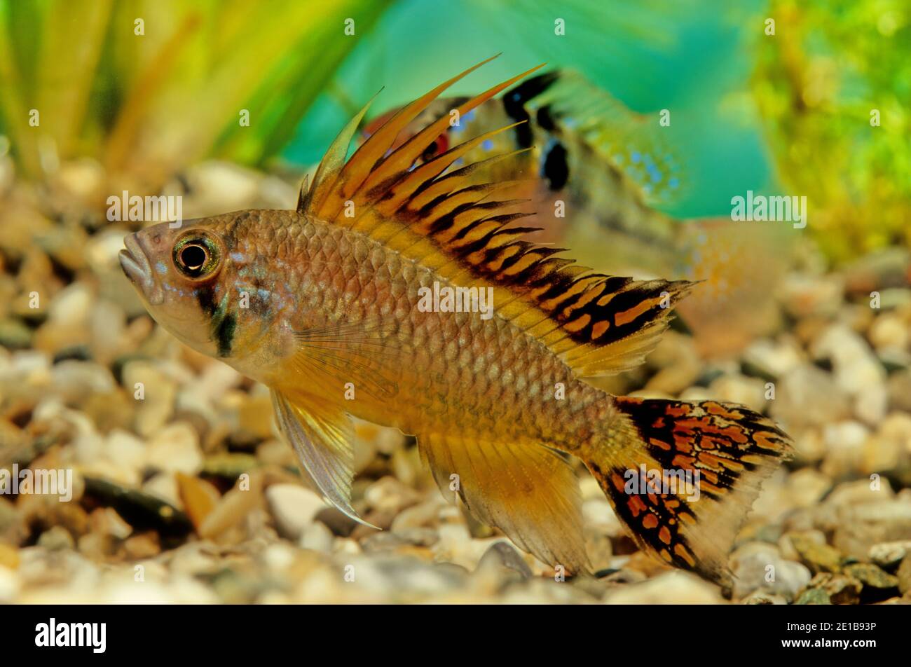 Apistogramma cacatuoides or the cockatoo dwarf cichlid is a South American cichlid and the Apistogramma species most commonly bred in captivity. Stock Photo