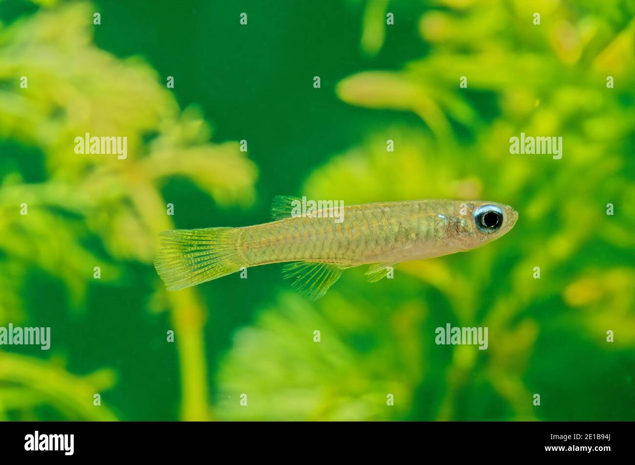 Poropanchax normani, known as the Norman's lampeye, is a species of killifish native to Africa. Stock Photo