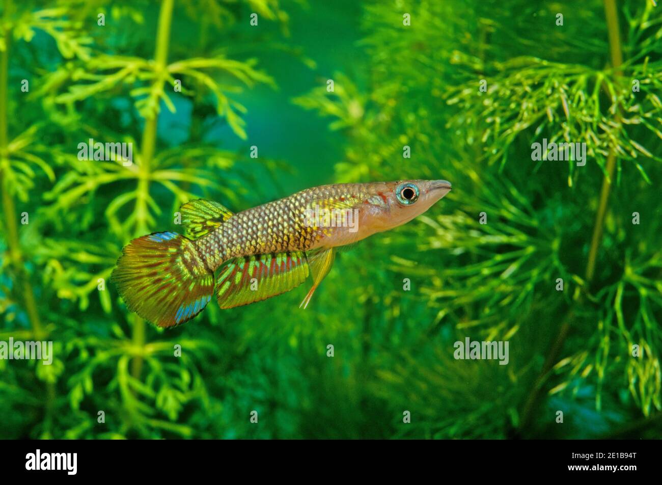 The striped panchax (Aplocheilus lineatus) is a species of killifish, of the genus Aplocheilus. Stock Photo