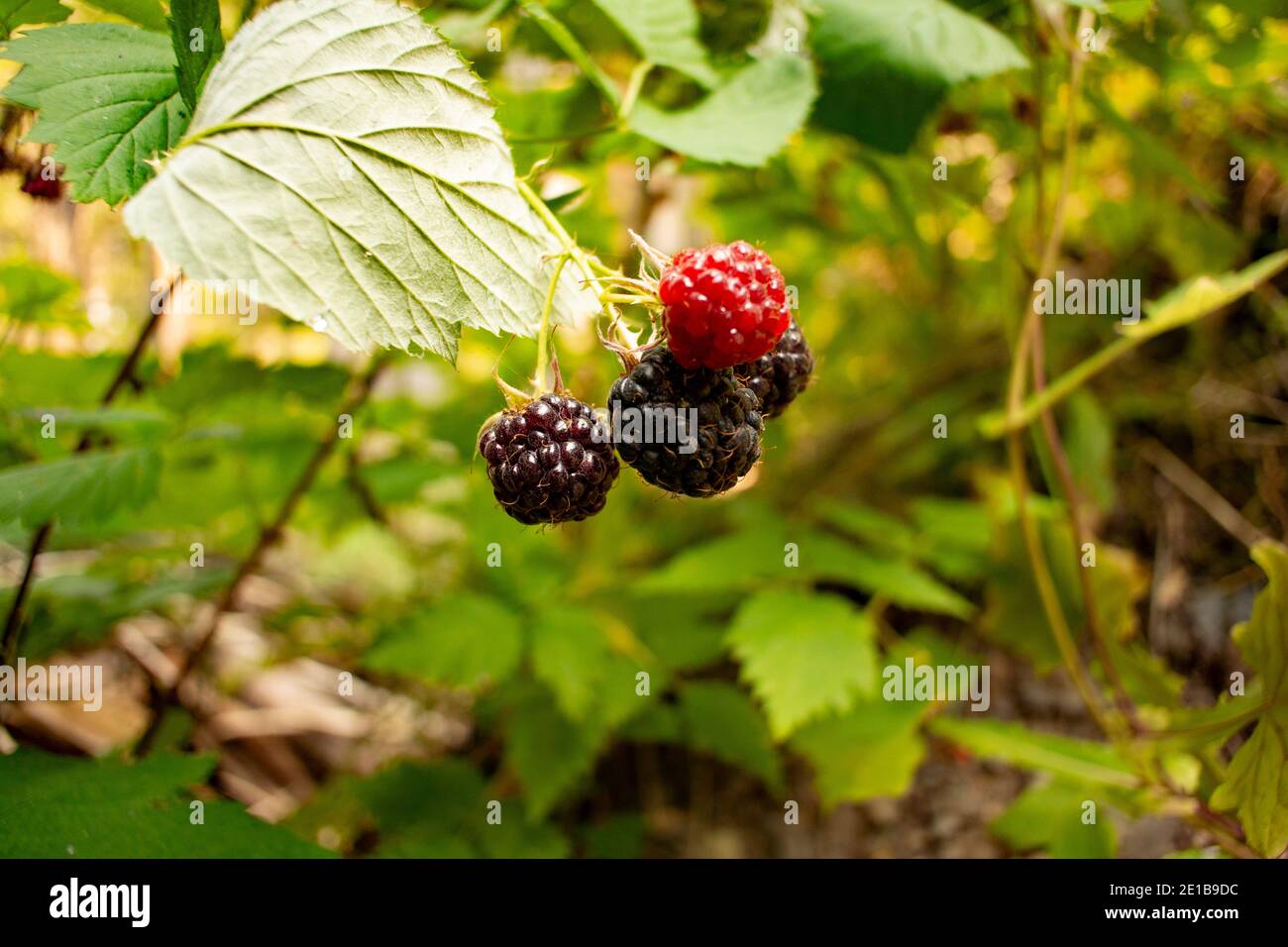 Black cap raspberries can be found on canes along Chippewa Creek, above the South Fork of Bull River, in Sanders County, Montana.Chippewa Creek is a t Stock Photo