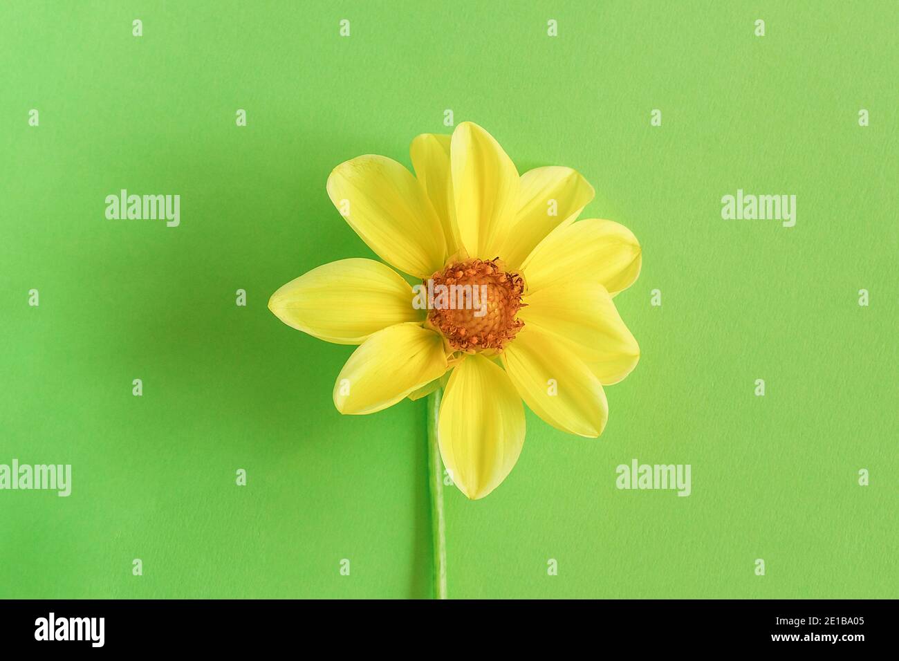 One fresh natural yellow flower on green background, close-up. Concept Hello spring, springtime. Top view Creative Flat lay Copy space Template for yo Stock Photo