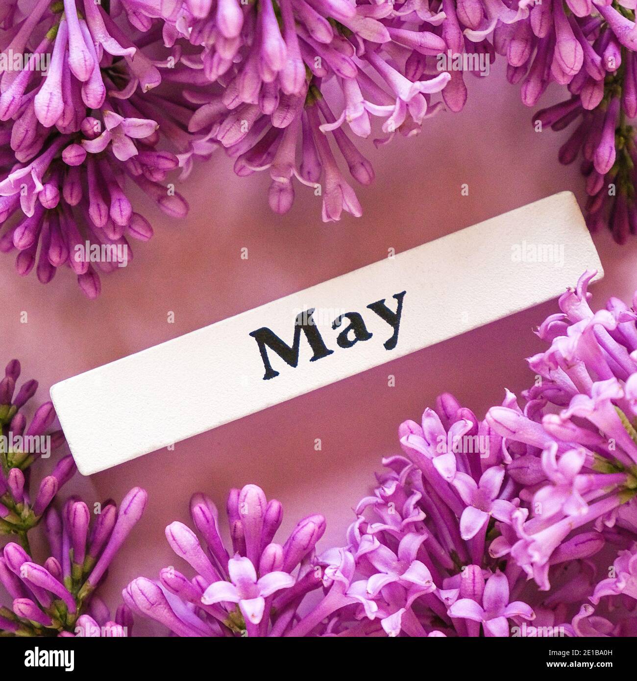 Wooden calendar spring month of May and flowers of lilac on pink background, close up. Copy space. Minimal style. Template for greeting card, text, de Stock Photo