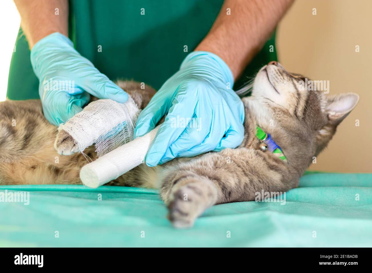Sad grey cat with broken leg at vet surgery. Male doctor veterinarian