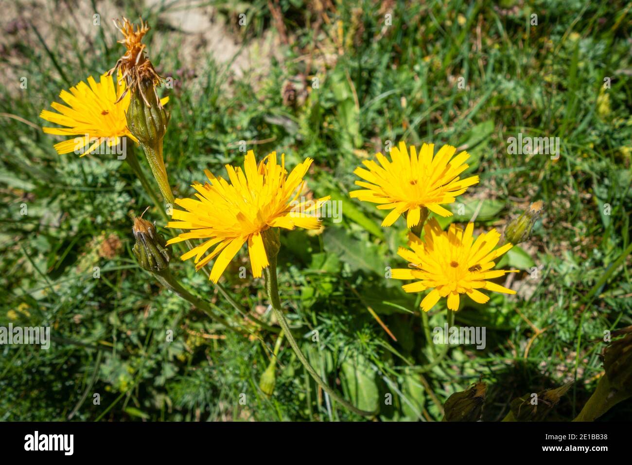 Tolpis staticifolia wild flowers close up view in Vanoise national Park, France Stock Photo