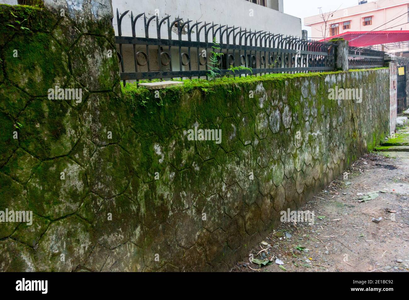 A close up shot of green algae and moss growing on a concrete wall